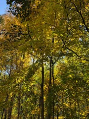 Obraz premium alber foglie autunno colori autunnali autunno albero foglia bosco foresta