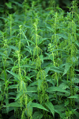 Overgrown nettles are stinging