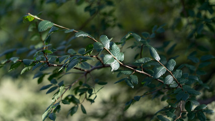 Sunlight on the green leaves of a tree in the afternoon of September