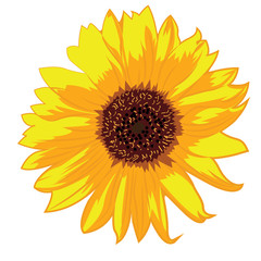 Sunflowers vector illustration on a white background isolated