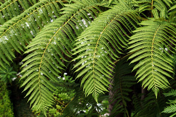 Hay-scented fern.