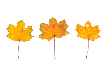 Set of isolated autumn leaves, Collection of autumn leaves on white background, Autumn background