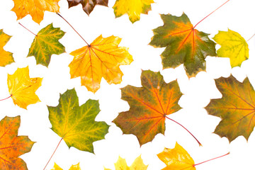 Set of isolated autumn leaves, Collection of autumn leaves on white background, Autumn background