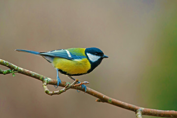 Mésange