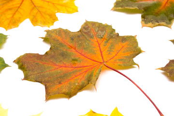 Naklejka na ściany i meble Set of isolated autumn leaves, Collection of autumn leaves on white background, Autumn background