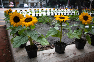 Sunflowers for Sale on Corner of Park in Mexico City