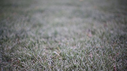Frosty grass and fall off focus