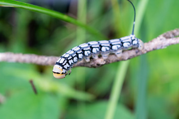 oruga