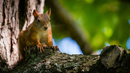 Eichhörnchen im Baum beim Sonnenbaden