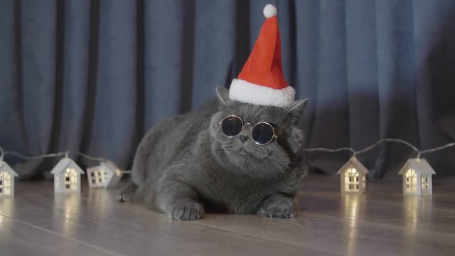 Cat in dark sunny glasses and red christmas hat sitting near the little lighted christmas  houses and funny look in cam. Animal portrait of cat in glasses. British cat celebrate Christmas 