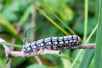 oruga