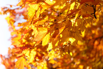 Falling autumn maple leaves natural background .Colorful foliage