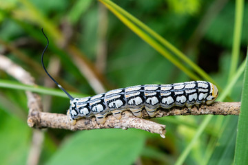 oruga