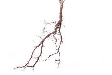 Roots of young plant isolated on white background