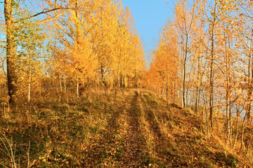 Autumn grove. Kostroma, Russia.