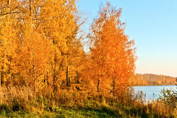 Fototapeta premium Yellow trees in the fall by the river. Kostroma, Russia.