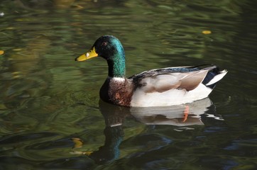 Fototapeta premium Mallard (Anas platyrhynchos) swimming in the water of a lake, male duck with colorful feathers
