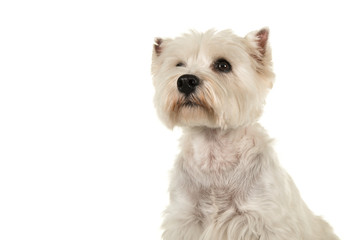 Portrait of a West highland white terrier or westie dog looking up on a white background