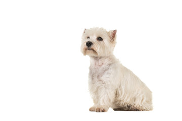 West highland white terrier or westie dog sitting looking up seen from the side isolated on a white background