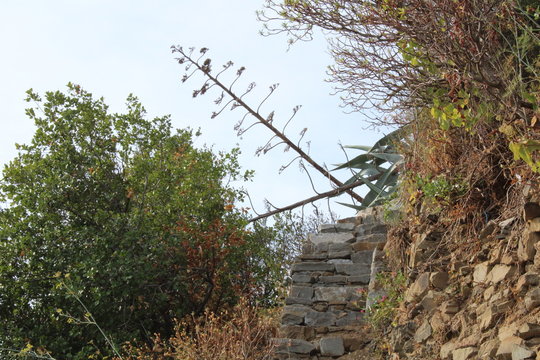 Scalinata in pietra tra rovi e alberi