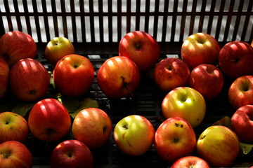 red apples