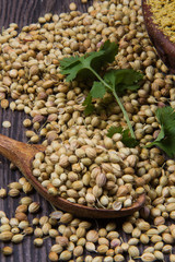 Coriander seeds, fresh coriander and powdered coriander