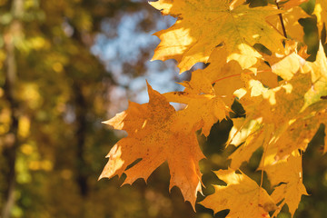 Red and Orange Autumn Leaves Background, Autumn maple leaves carpet