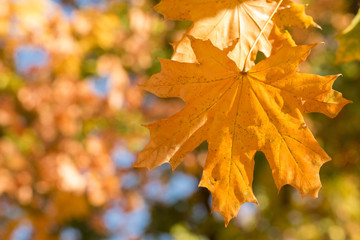 Red and Orange Autumn Leaves Background, Autumn maple leaves carpet