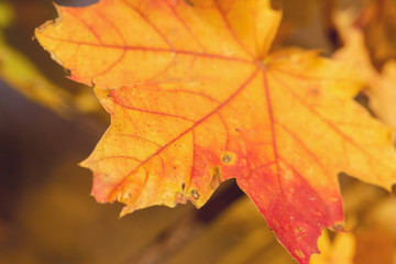 Red and Orange Autumn Leaves Background, Autumn maple leaves carpet