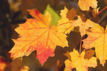 Naklejka na ściany i meble Red and Orange Autumn Leaves Background, Autumn maple leaves carpet