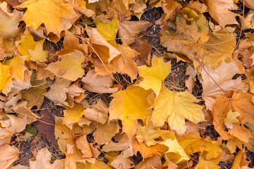 Red and Orange Autumn Leaves Background, Autumn maple leaves carpet