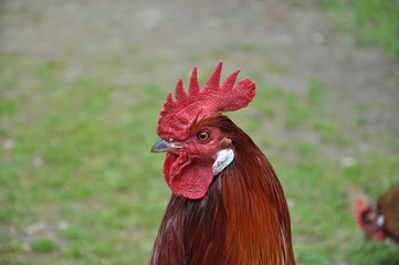 portrait of a rooster
