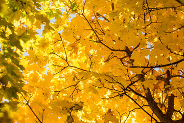 Red and Orange Autumn Leaves Background	