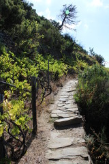 Fototapeta na wymiar Sentiero lastricato con pietra in collina e vigneto