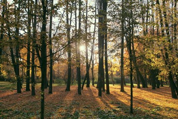 autumn in the forest