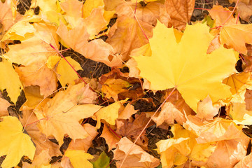 Red and Orange Autumn Leaves Background, Autumn maple leaves carpet