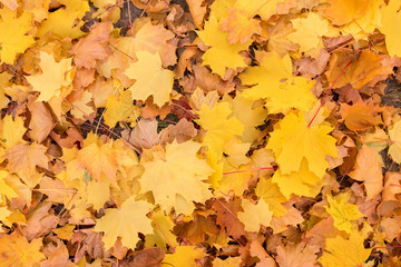 Red and Orange Autumn Leaves Background, Autumn maple leaves carpet