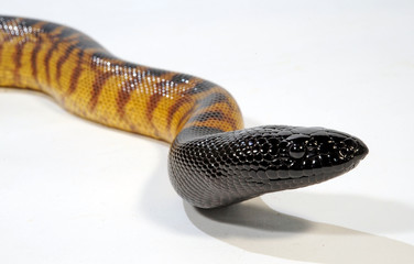 Naklejka premium Schwarzkopfpython (Aspidites melanocephalus) - Black-headed python 