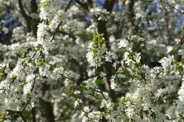 Pflaume, Prunus cocomilia