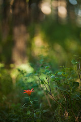 Wild tiger Lilly flower