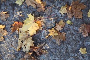 autumn leaves