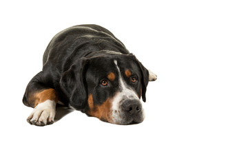 Great swiss mountain dog lying down on the floor with its head down looking at the camera isolated on a white background