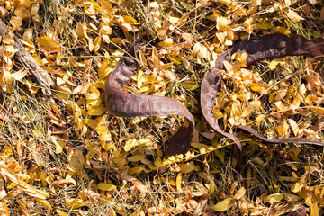 Red and Orange Autumn Leaves Background, Golden autumn in warm colors	