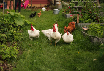 Freerange chickens