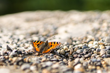 Schmetterling auf Kieselsteinen