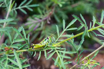 saltamontes