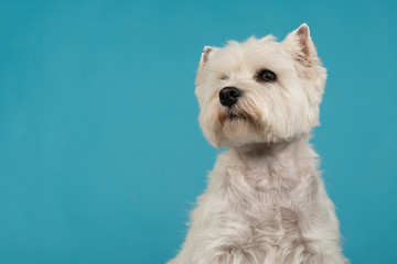 Portrait of a West highland white terrier or westie dog looking up on a blue background