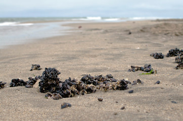 Fototapeta na wymiar clams on the beach