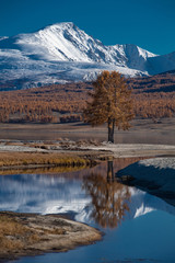 Mongolia Altai lake in autumn at sunrise - lonely tree reflexion