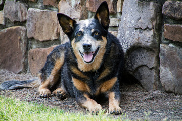 Australian Cattle Dog, aged, older blue heeler